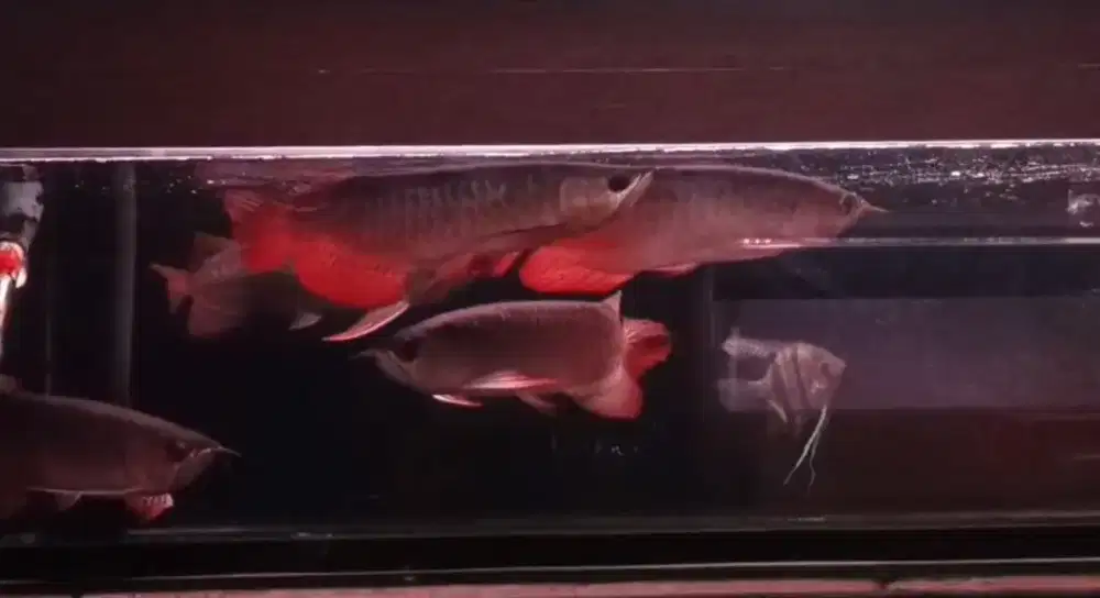 Arwana Super Red Size 28cm