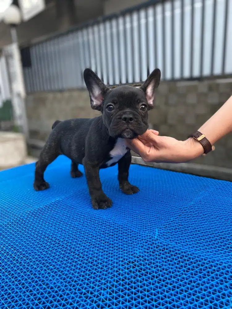 French bulldog jantan cakep murmer
