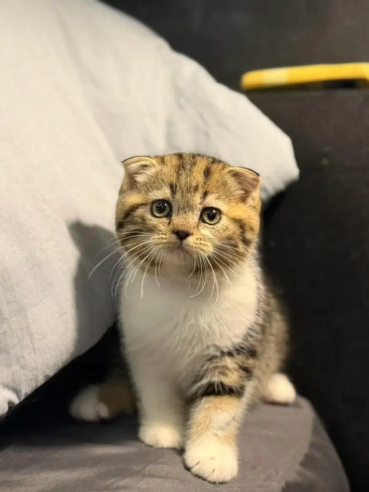 kucing scottish fold sf