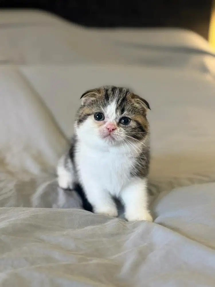 kucing scottish fold sf