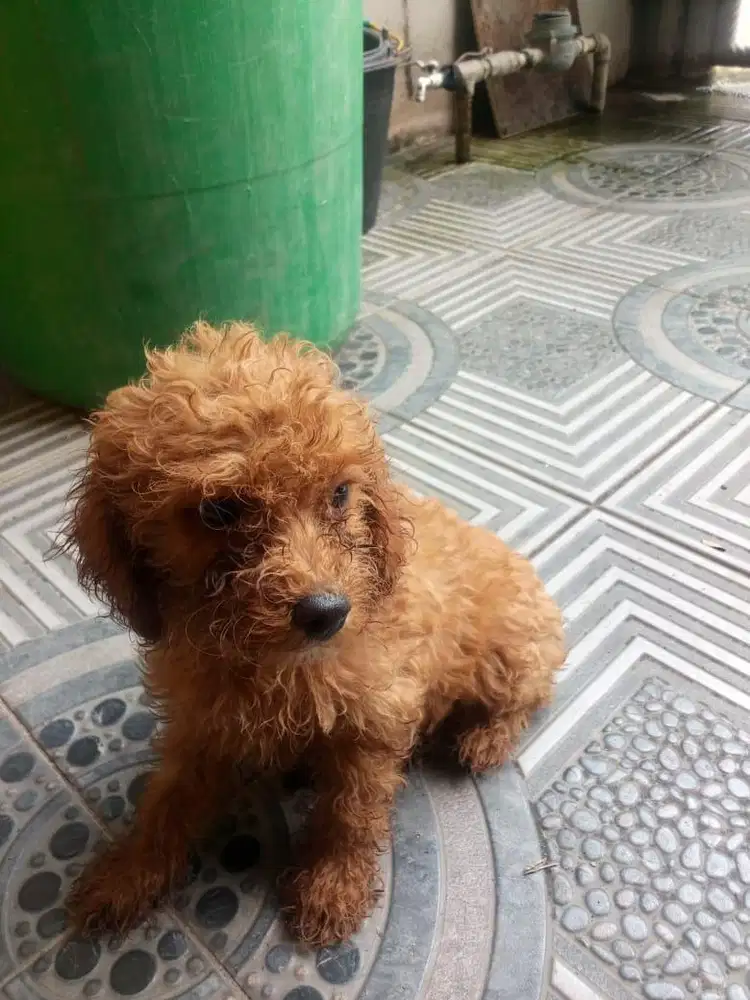 Brown Toy Poodle