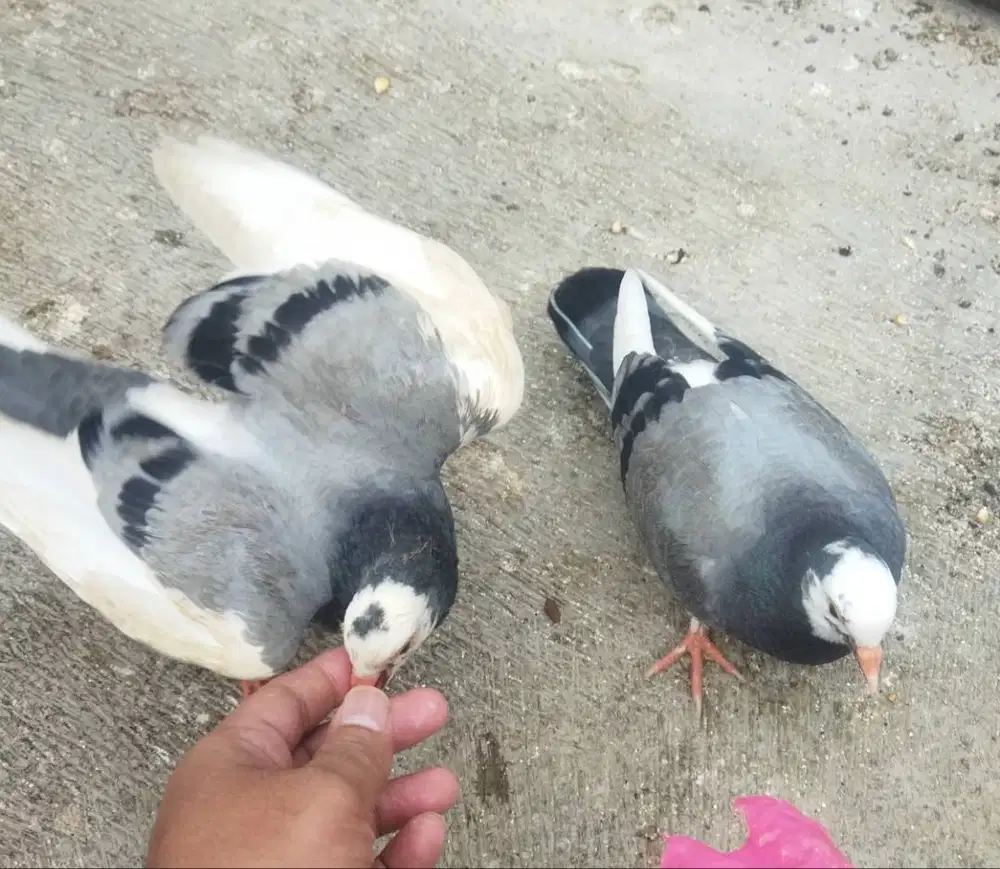 Piyikan burung dara