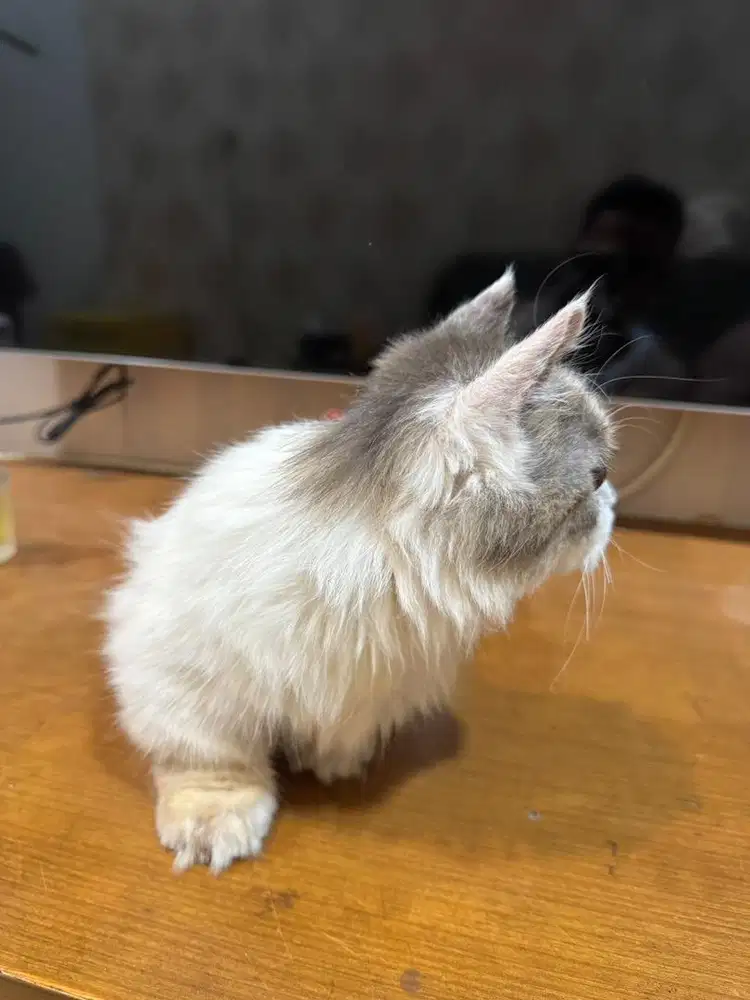 Jual Kucing Munchkin Kinkalow