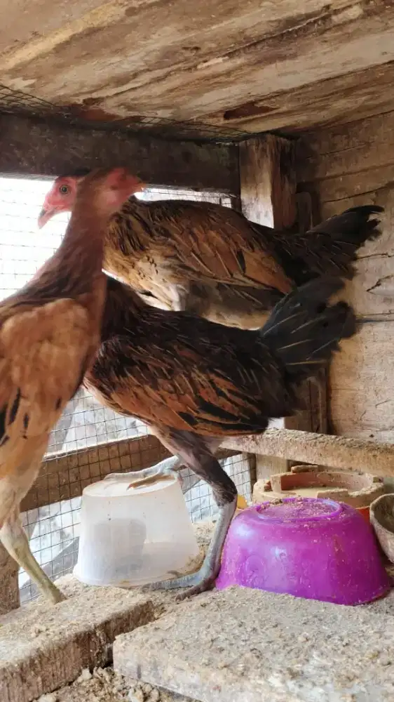 Ayam kampung Calon indukan btina sesuai poto