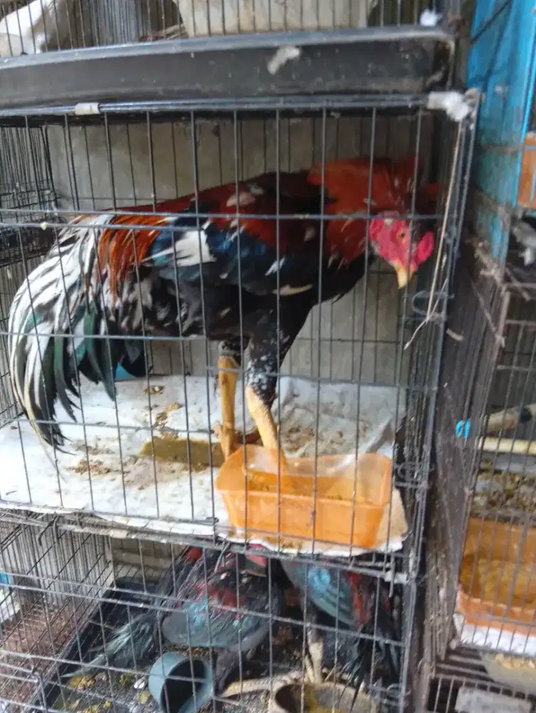 Ayam pakoy dewasa