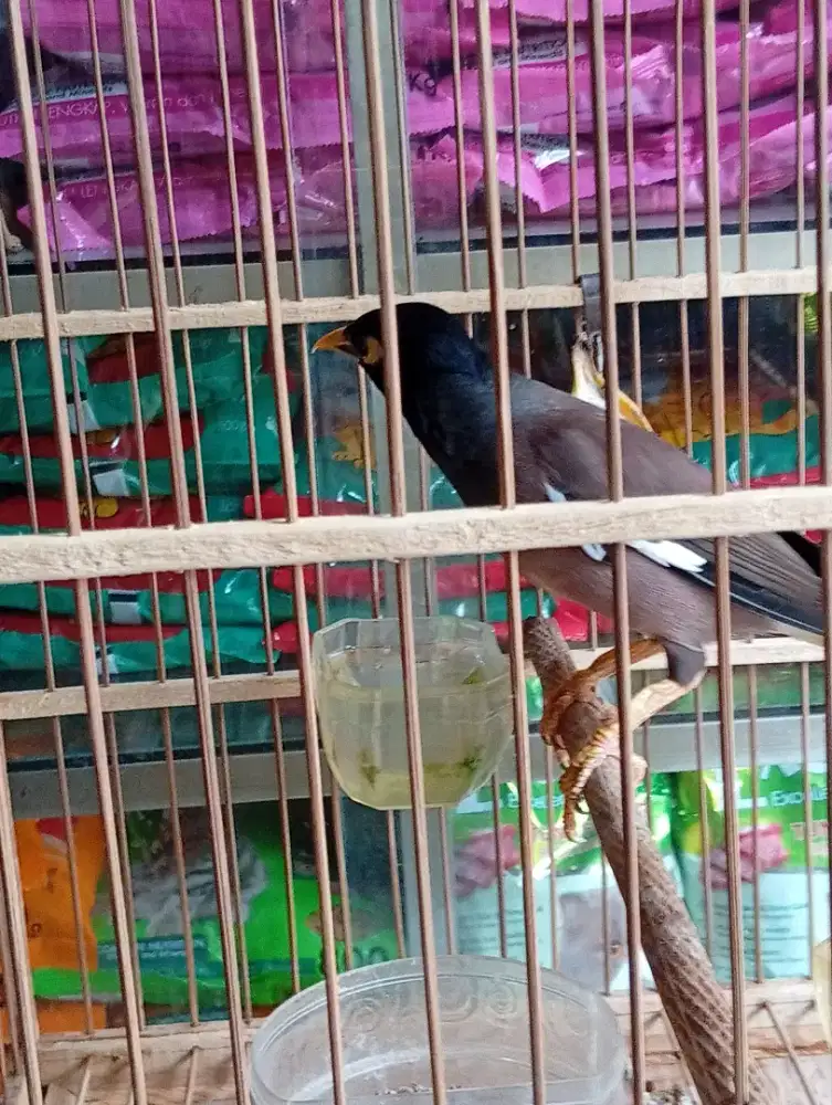 Burung jalak Nias rajin bunyi