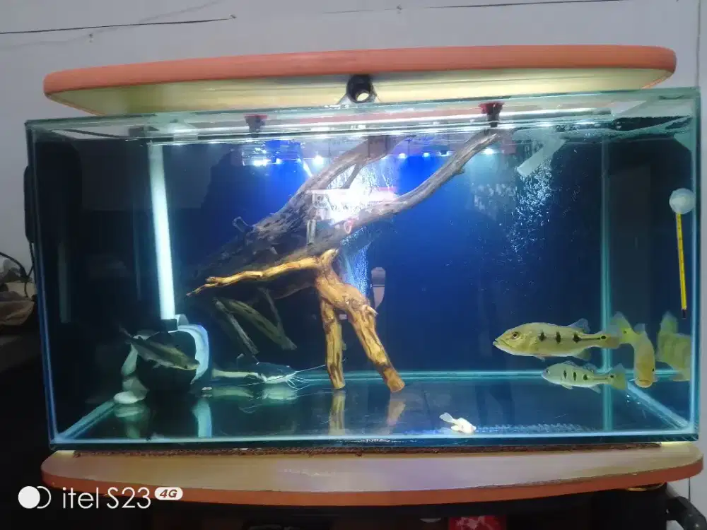 akuarium meja dan isinya