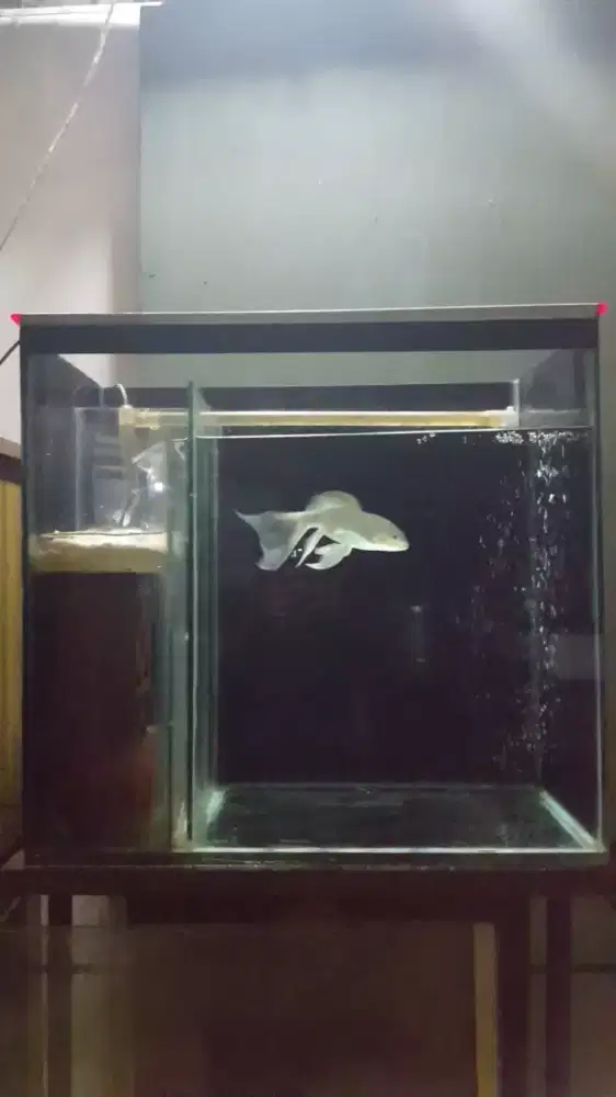 Aquarium Akuarium Filter Samping