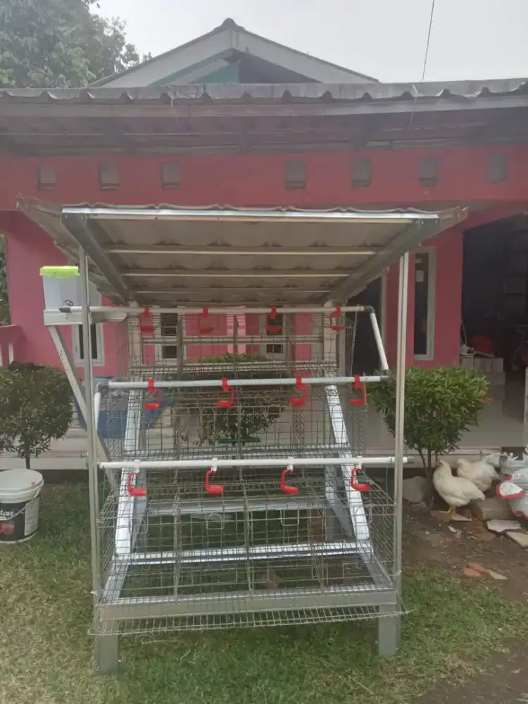 kandang gavanis kapasitas 24 ekor