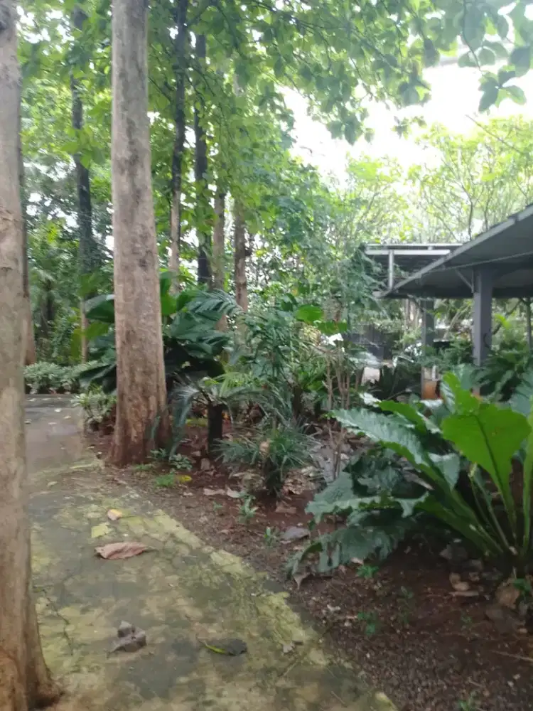 Jual 27 pohon jati emas
