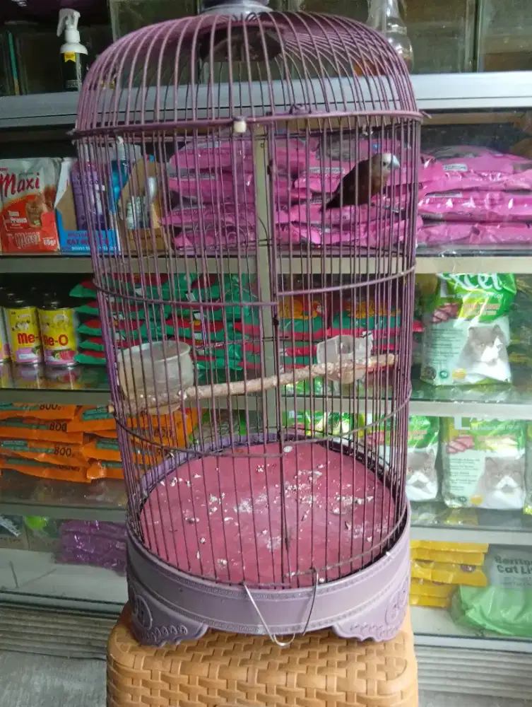 Burung emprit haji jinek rasa kenari