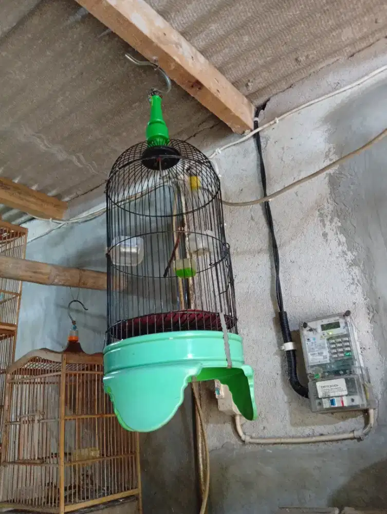 Burung burcil gacor isian banyak