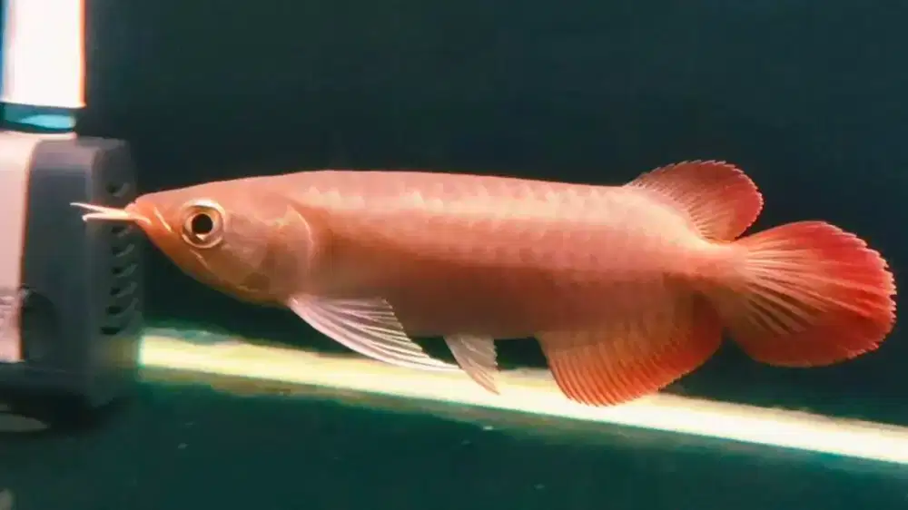 Arwana Arowana SR SSB -+18cm