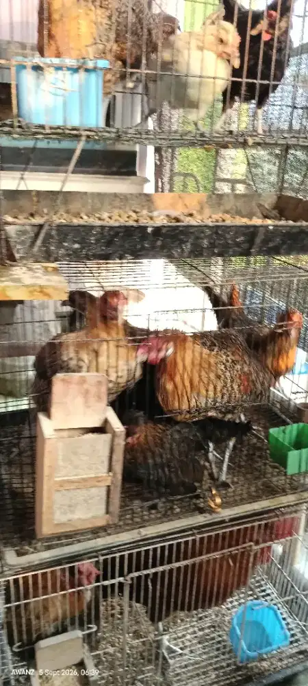 Ayam arab remaja