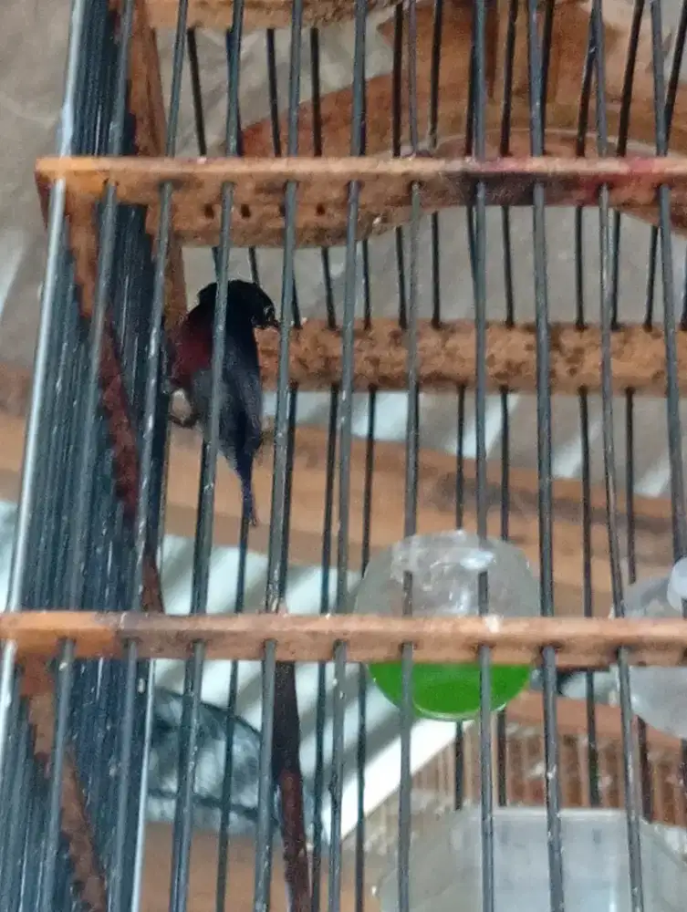 Burung burcil rajin bunyi