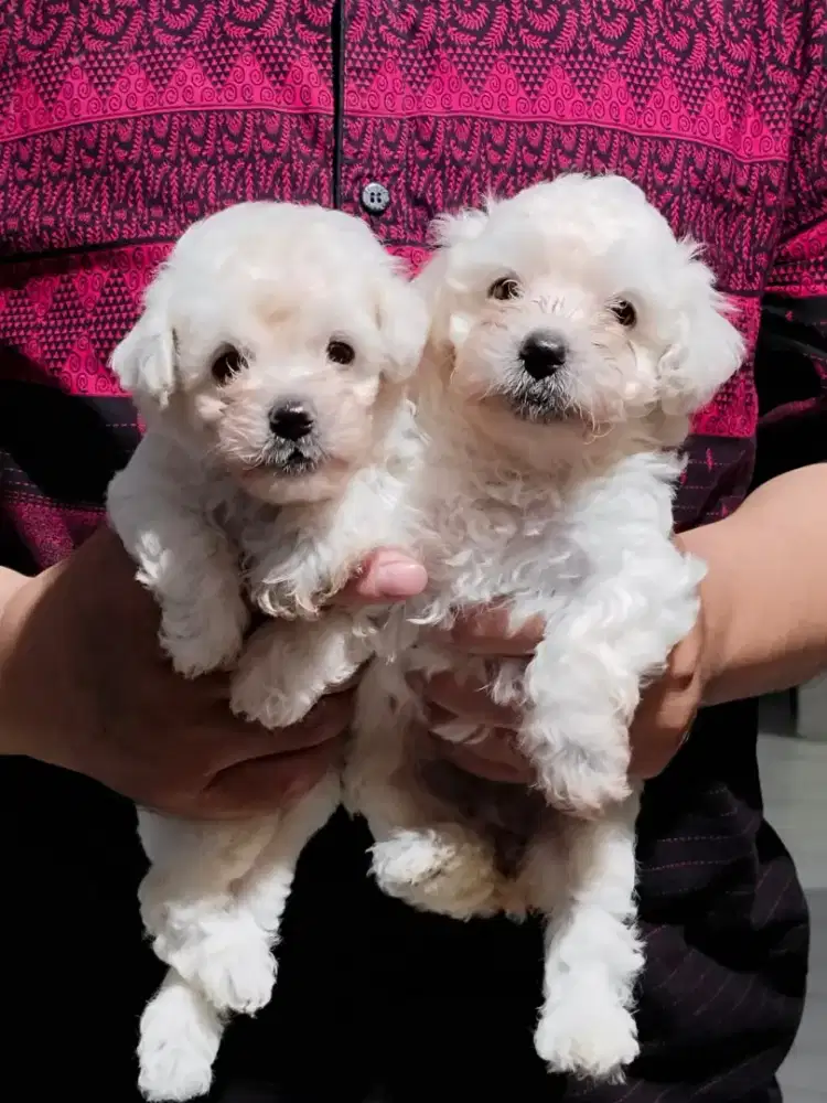 Poodle white sepasang