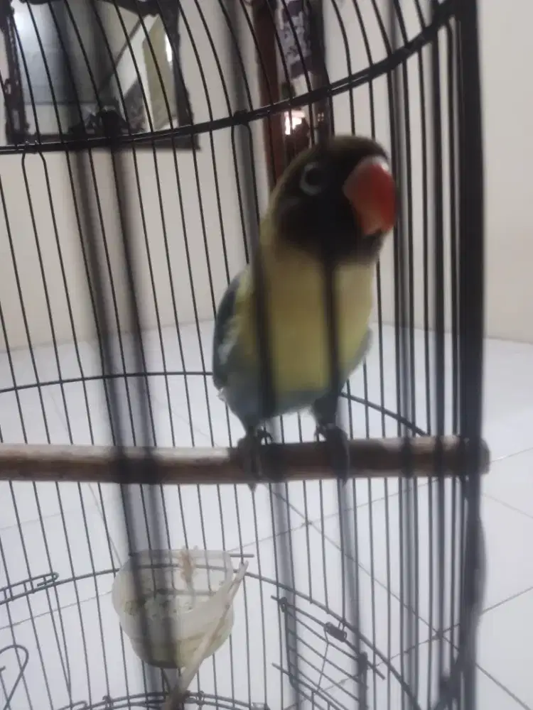 Burung love bird satu set