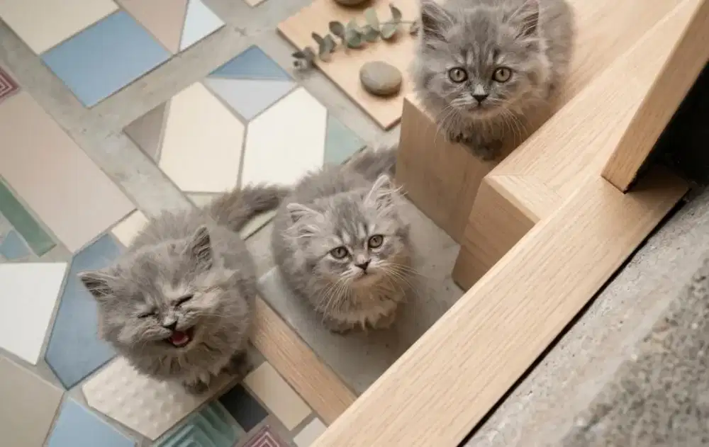 KUCING PERSIA FLATNOSE