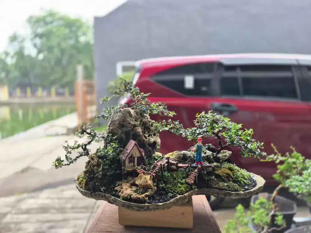 Bonsai Ulmus Micro (Panorama Style)