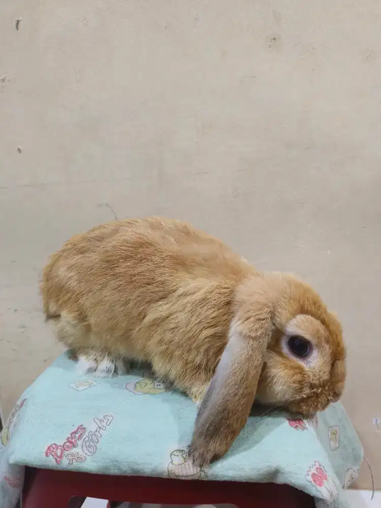 Kelinci Holland Lop & Netherlands Dwarf (Buck/ Jantan)