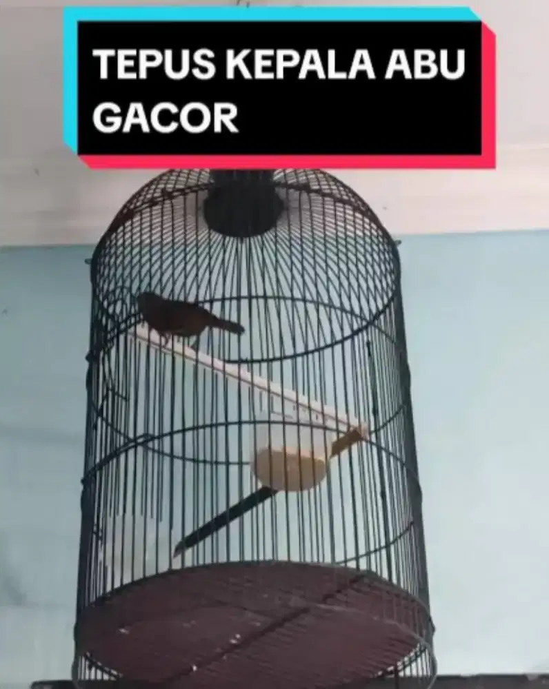 Tepus kepala abu gacor