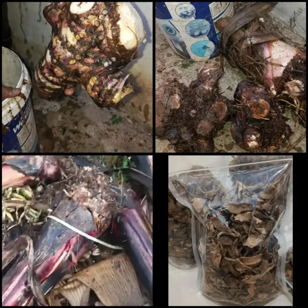 Obat diabetes/ ramuan penurun gula darah