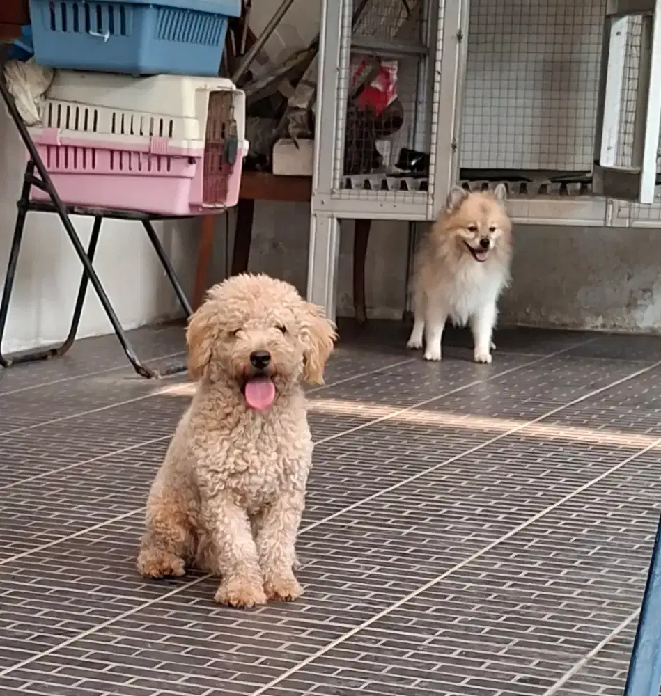 Dijual Toy Poodle Jantan