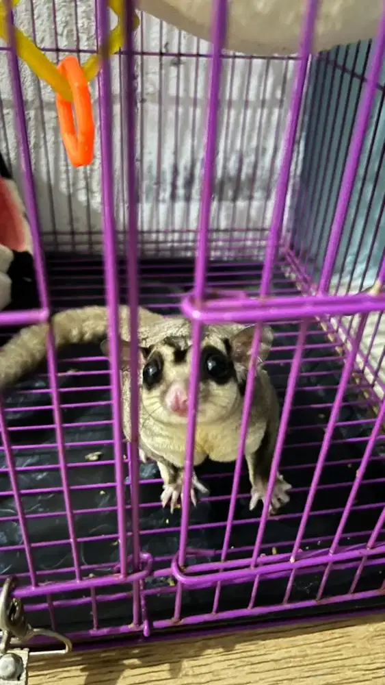 Sugar glider clasik grey jinak