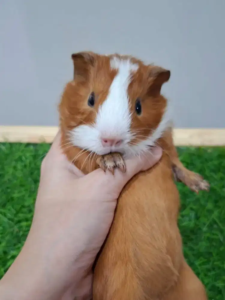 Marmut guinea pig