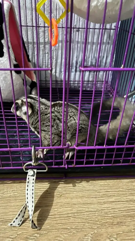 Sugar glider jinak jantan
