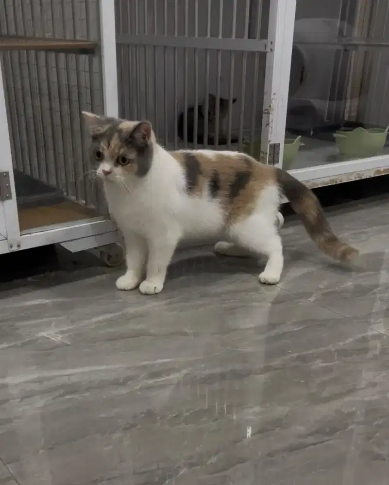 BSH British Shorthair Calico Dilute Betina Kawin Hamil Munchkin