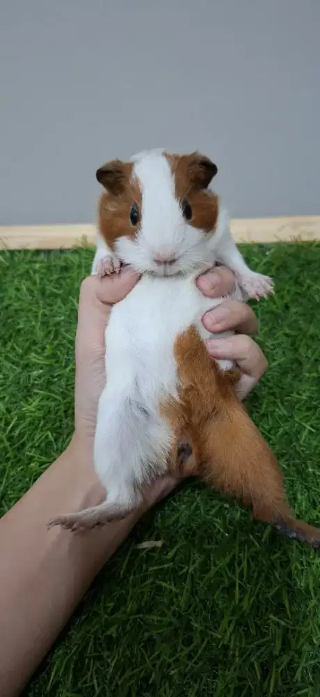 Marmut guinea pig american