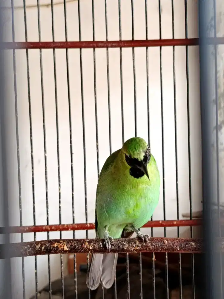 Burung kicau khusus perform
