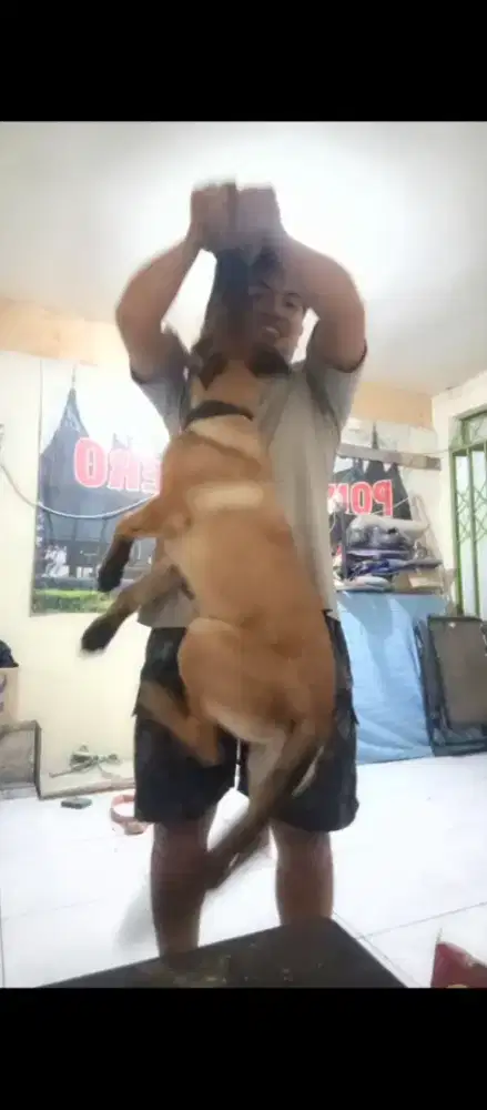 Malinois 4 Bln Stambum PERKIN Training Kerja MR KING