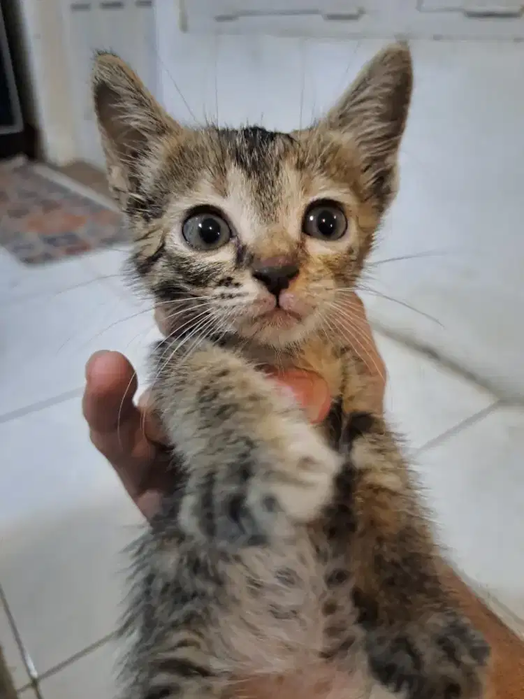 Siap adopsi anak kucing betina