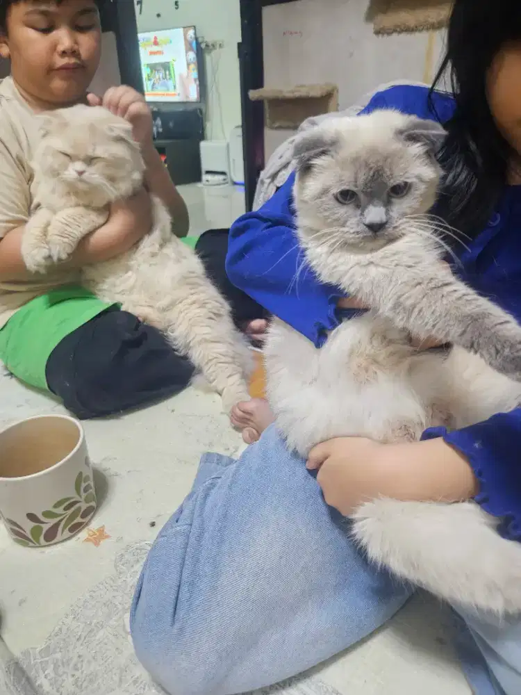 BSH & Munchkin NS Fold Cebol