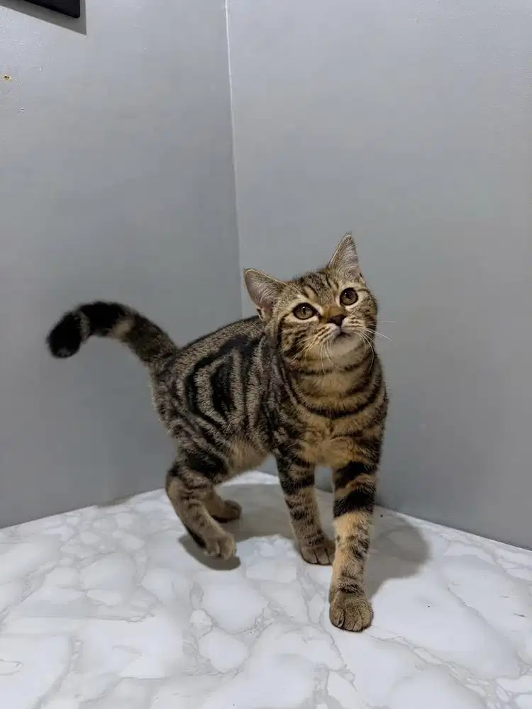 British shorthair X Scottish fold