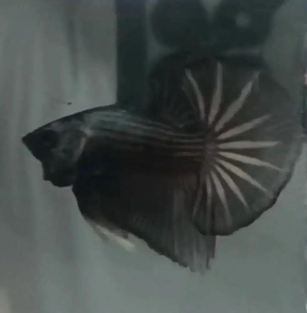 Ikan Cupang/Betta HMPK Black Copper
