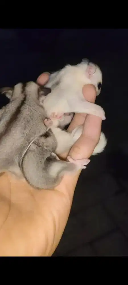 Sugar glider joy