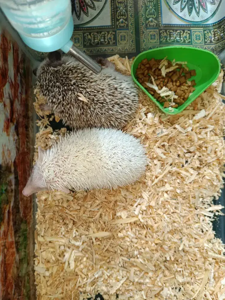 Landak mini sepasang jinak sudah kawin barter tuker tambah