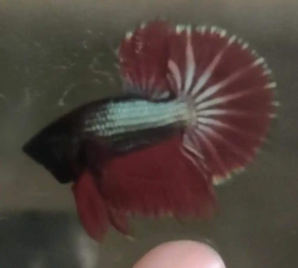 Ikan Cuoang/Betta HMPK Red Copper