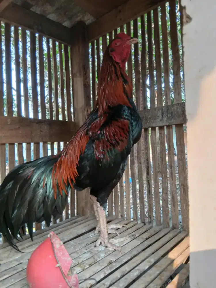 Ayam bangkok berbagai usia trah jelas banyak jenisnya ternakan sendiri