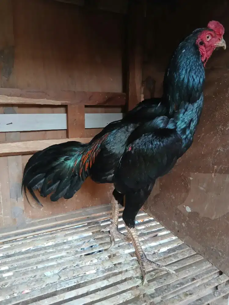 Ayam bangkok berbagai usia trah jelas banyak jenisnya ternakan sendiri