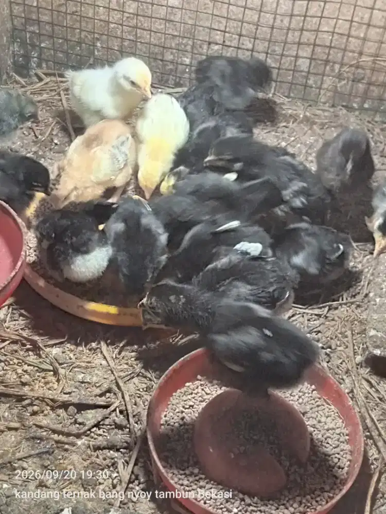 Anak ayam kub dan elba
