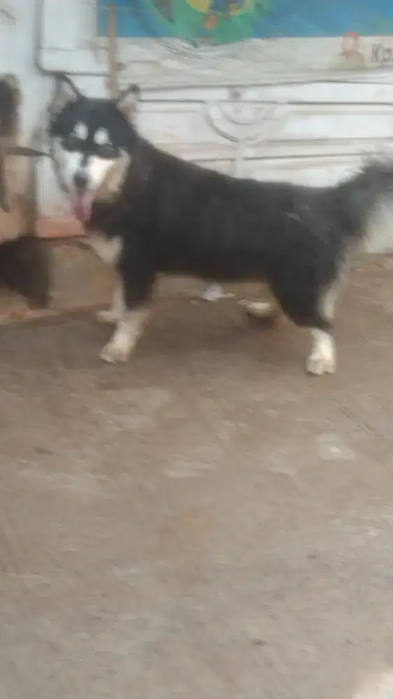 Alaska malamute jantan