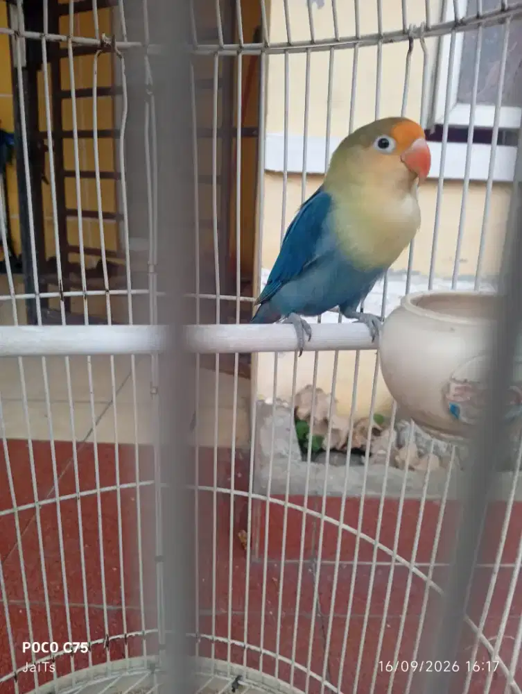 Burung lovebird pb vio
