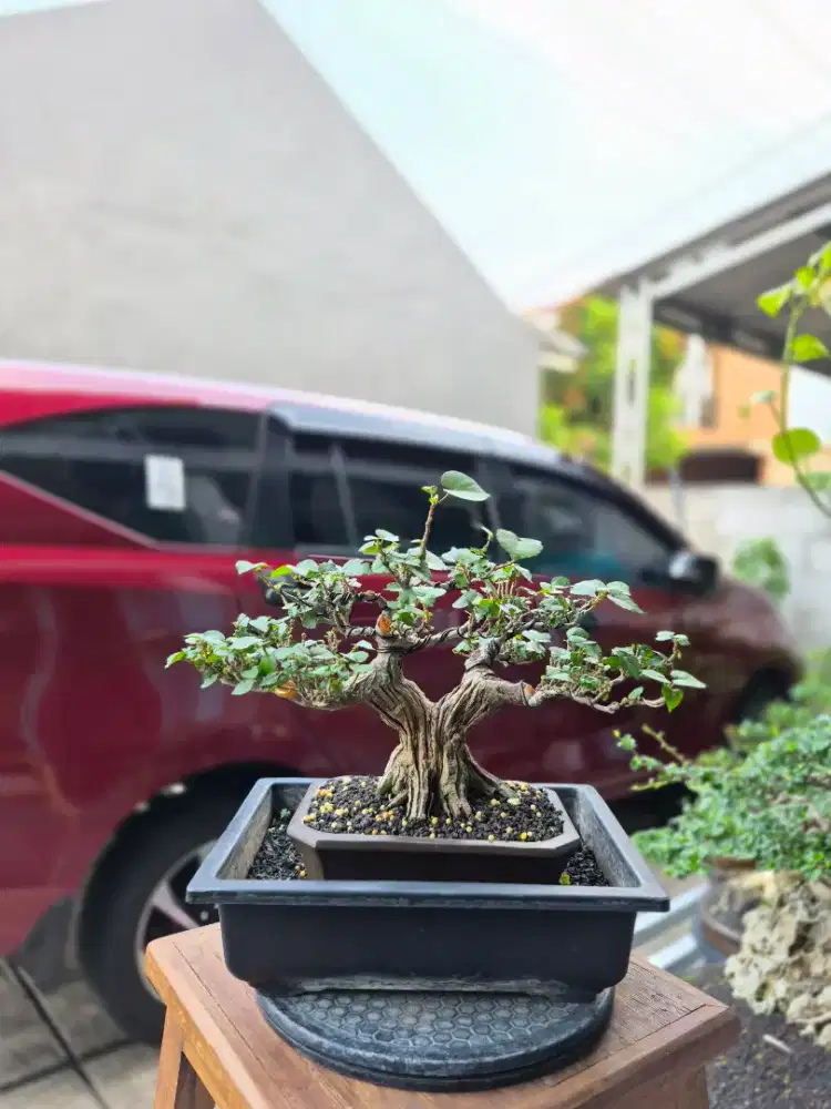 Bonsai Waru Taiwan