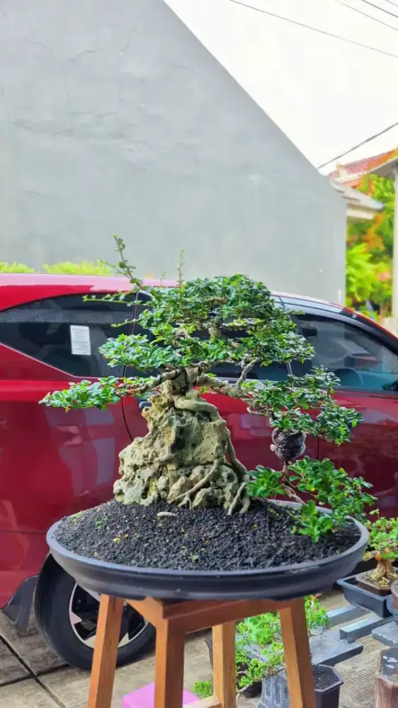 Bonsai Hokiantea OTR