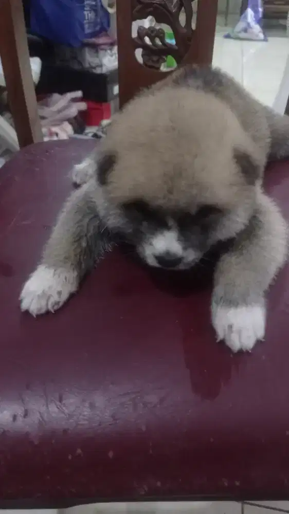 Jual anak Anjing Akita inu