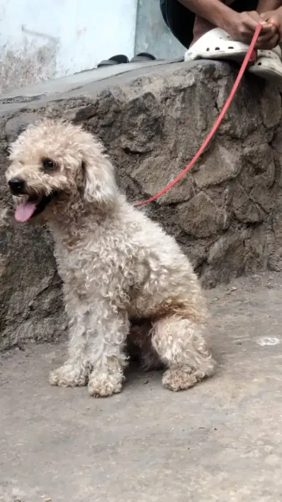 jual adopsi anjing jenis podhle toy